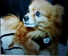 Reflective Dog Cat Puppy Harness  Leash Nylon Soft Mesh Vest Black Small NEW