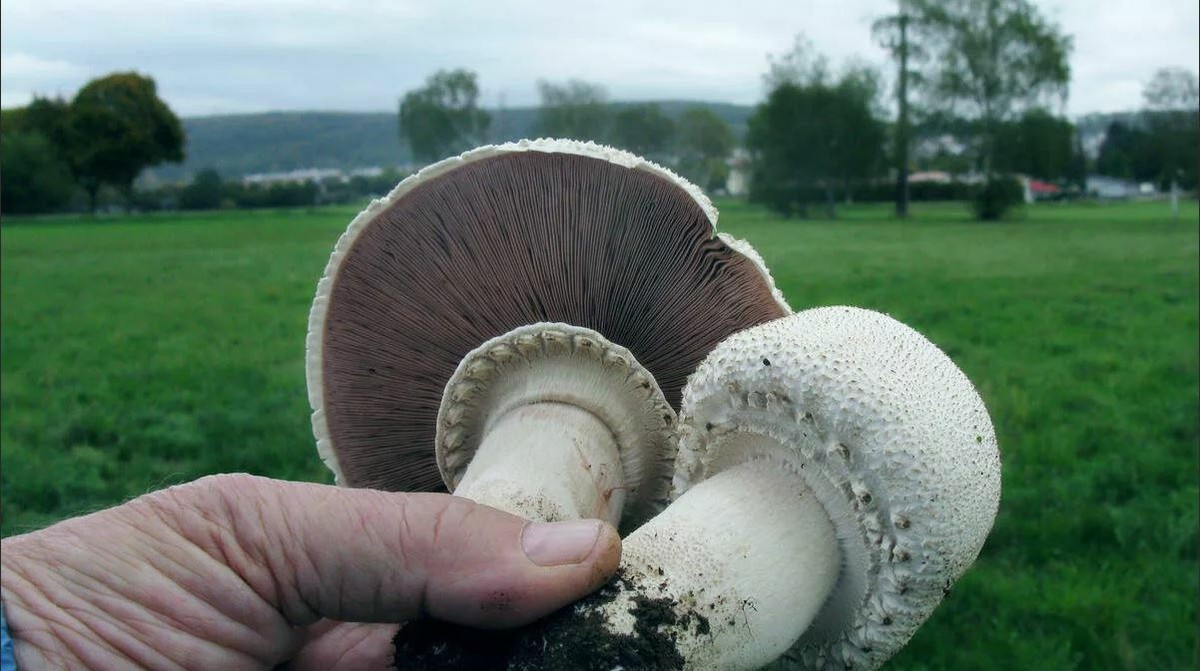 SeedsUP - 100+ Porcini Mushrooms Boletus Mycelium Spawn Spores