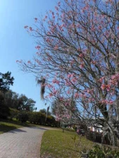 Pink Tabebuia Tree Seeds - Pak of 20 seeds - Fresh  & Refrigerated, Nice ***