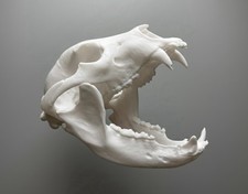 1:1 Life Size American Black Bear Skull Replica - Anatomically Accurate Bone