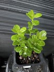 Sunnyside Boxwood — photo 2