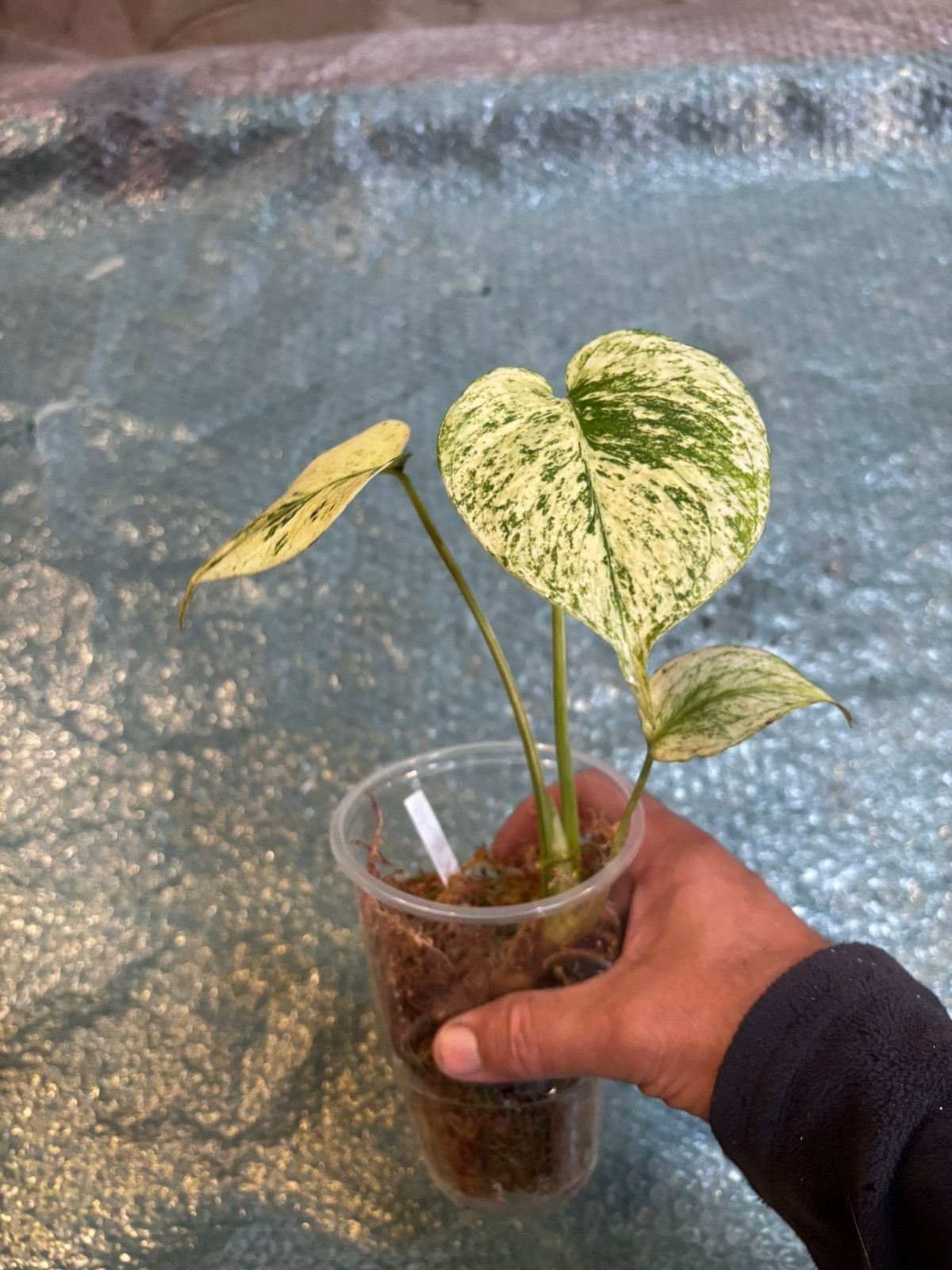 Monstera White Monster - Planta Rara y Original - Perfecta Salud