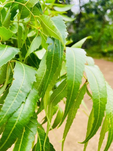 Freshly picked Neem Leaves, Dried Azadirachta Indica Leaf, Pure Natural Products - Picture 2 of 5