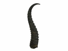 Real Springbok Horn: Large 9-12" 1025-LG Y1K