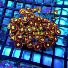 WYSIWYG - Ultra Zoas Colony