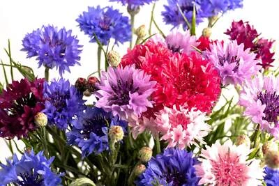 SEEDVILLE USA 1000 Mixed BACHELORS BUTTON CORNFLOWER Centaurea Seeds