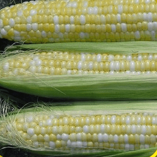 Sweet Corn Seed: Serendipity Sweet Corn Seeds. Fresh Seed FREE SHIP!!!!! - Picture 2 of 2