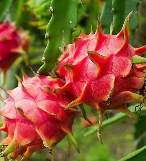 Pitaya Hylocereus American Beauty à chair rose sucrée et floraison nocturne géante