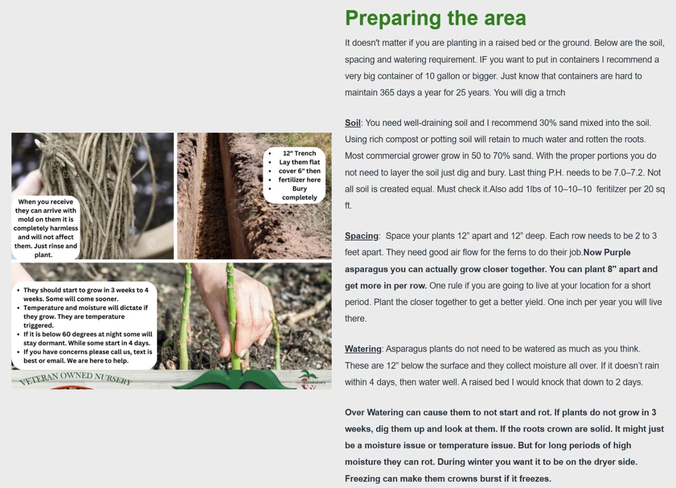 25 Purple Passion Live Asparagus Bare Roots - 2yr Crowns - Hand Picked Nursery - Image 4 of 4