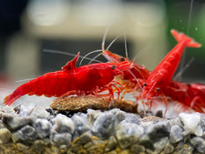 20 High Grade Fire Red Cherry Shrimps Neocaridina Live Freshwater Shrimp Aquar
