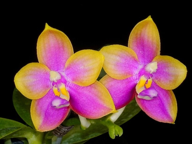 Las mejores ofertas en Fragante Jardín de orquídeas Phalaenopsis