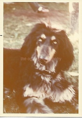 Vintage FOUND DOG PHOTOGRAPH Color ORIGINAL Snapshot 61 41 L