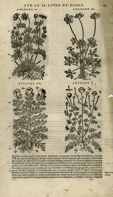Antiker Druck-Botanik-Anemone-Paskenblume-Mattioli-S. 361-Anonym-1572