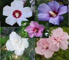 50 Seeds Mixed Colors ROSE Of SHARON (HIBISCUS Syriacus) Double & Single Flowers