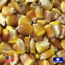 Corn Fresh Seeds Dent Truckers Favorite Yellow Non-GMO HeirloomVegetable
