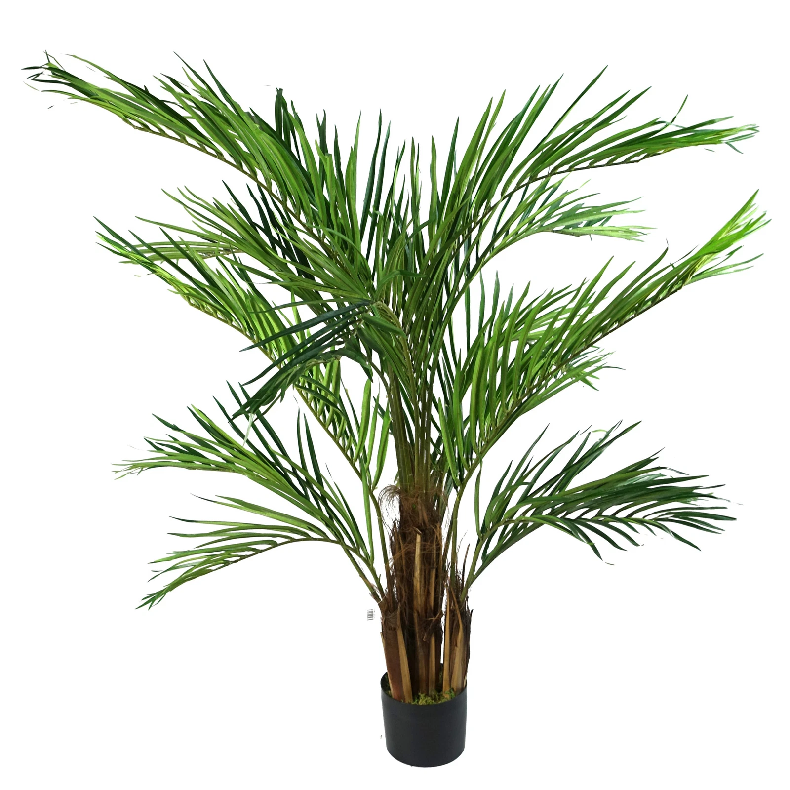 150cm Areca - 40543