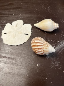 Set Of 3 Shells. Sand Dollar And 2 Various