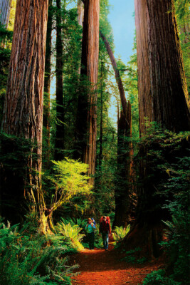 Detail Of Redwood Bark Forest Landscape Print Wall Art Home Decor - POSTER 20x30
