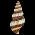 ANENTOME HELENA (Thailand) 17.9mm #47758