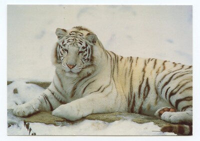 White Bengal Tiger Cincinnati Zoo Ohio Big Cat Wildlife Postcard