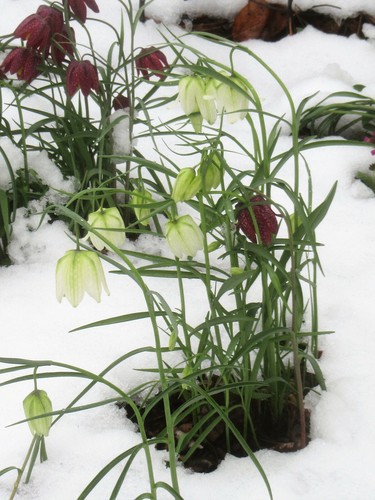 Fritillaria Meleagris : 100 Seeds (2022) : Checkered Lily : White, Purple, Brown - Picture 8 of 12