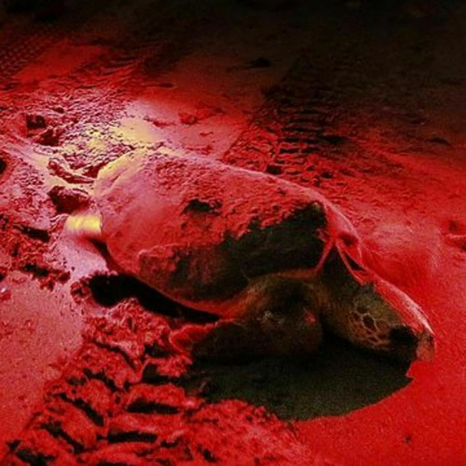 HQRP Luz Roja 51-LED Táctico Linterna Lámpara para Caza Visión Nocturna - Imagen 3 de 4