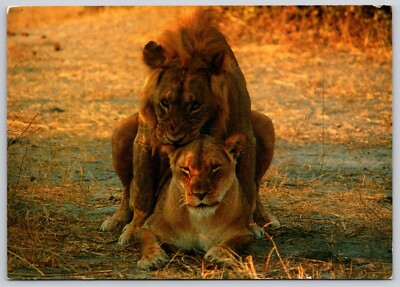 Postcard Mating Lions Kenya African Wildlife Panthera leo Lion Sex