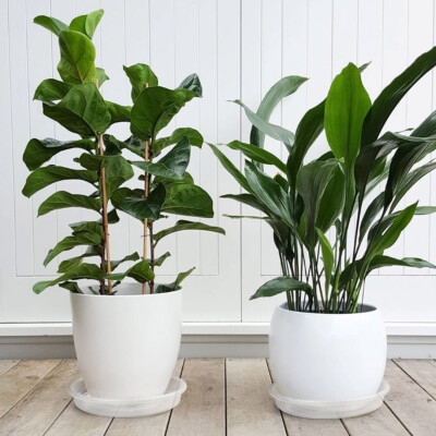 ponytail palm indoor plant care Ponytail Palm in 6-inch Decor Pot, Beaucarnea Recurvata