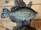 New Real Skin 3 Fish Mount Crappie Sunfish Perch Taxidermy  On Driftwood — photo 6