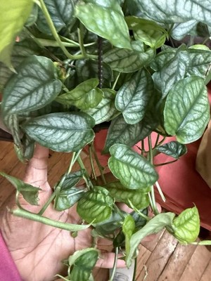 Monstera Siltepecana, Silver Leaf Plant Cuttings | eBay