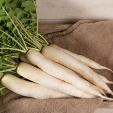 SEMILLAS DAIKON MIYASHIGE Semillas de rábano Semillas vegetales Semillas de rábano blanco Miyashige