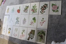 IMPRESSION D'ART VINTAGE PLANTES À FLEURS BOTANIQUES SUR PAPIER 2 LOTS