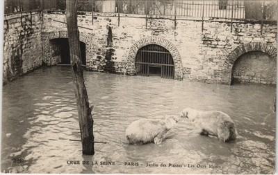 CPA PARIS 5e - Jardin des Plantes - Les Ours blancs (63603)