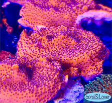 Live Saltwater Coral Mystic Sunset or Reverse Superman Montipora SPS Coral