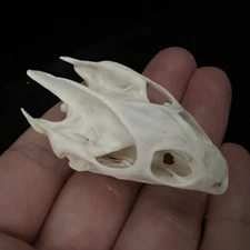 Real Taxidermy Animal Skull, Animal Bones Real for Craft, Specimen Collectibles