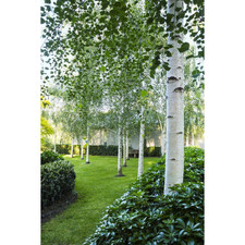 Betulla bianca alba "Betula pendula" in vaso ø18 cm h. 180/200 cm