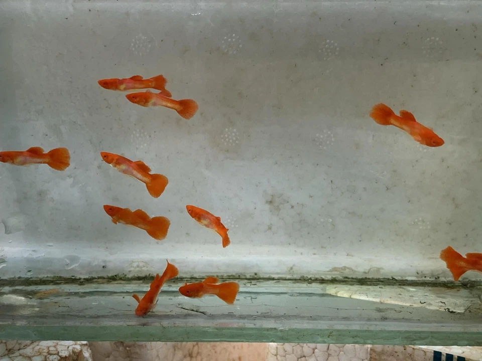 10+ ABINO KOI OREJA ROJA - Pez Guppy de Acuario Vivo - Alta Calidad VIP Excelente AA + Foto 4 de 4