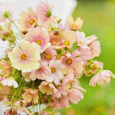 200+ Apricot Lemonade Cosmos Seeds for Garden Planting - USA - FREE SHIPPING!