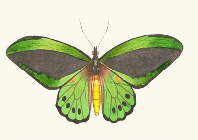 Green Butterfly Wall Art Elegant Natural Decoration Vintage