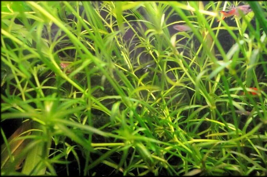 Lot de 10 plantes d'aquarium vivantes de variétés assorties - 3