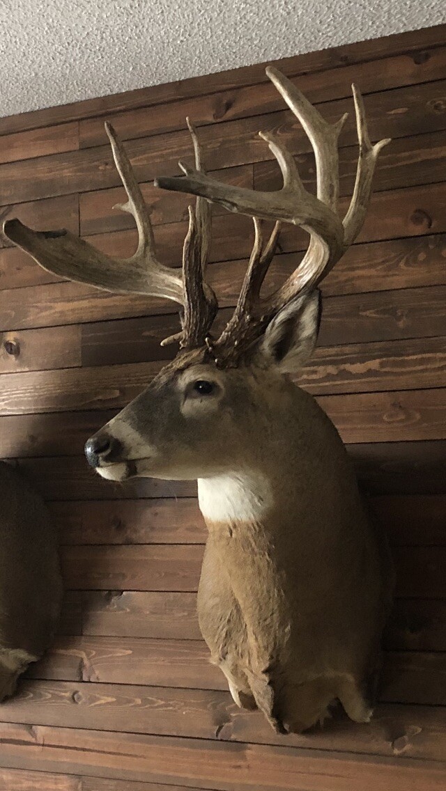 Whitetail Deer Mounts for sale compared to CraigsList Only 3 left at 60