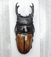 Odontolabis for collectors | large size | Collector's Secret