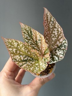 🌱Begonia Snow Capped Variegated🌱 Spring Auction🪧 (Combine Shipping Available)