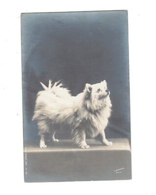 SE1263  ANIMALS DOG BREED ''''KEESHOND ''  POSING  RPPC