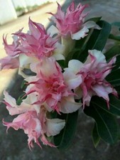 25 Double White Pink Clematis Seeds Bloom Climbing Perennial Plumeria Seed 80