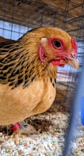 7  Buff Bantam Brahma Hatching Eggs From Our Show Lines  