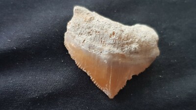 Hervorragender versteinerter Haifischzahn 7/10 Tausend Jahre alt in England gefunden. L92z