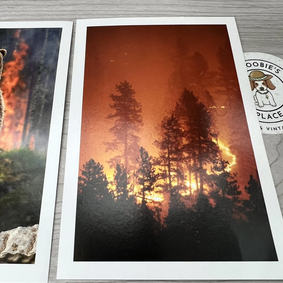 Lot of 3 Arbor Day Foundation PHOTOS 5.5"h x 3.75"w Bear Forest Fire New Cards - Image 4 of 4