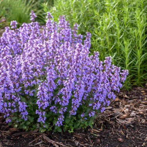 Catmint Seeds | 100 - 2,000 Seeds | Non-GMO | Free Shipping | Seed Store | 1274 - Picture 1 of 1