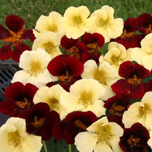 NEW! 35+ NASTURTIUM NIGHT AND DAY FLOWER SEEDS MIX / RE-SEEDING ANNUAL - Picture 1 of 1